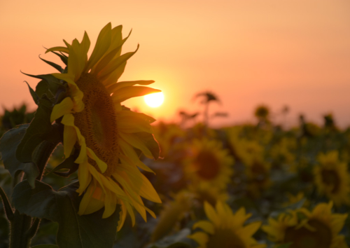 Sonnenblume im Sonnenblumenfeld bei Sonnenaufgang