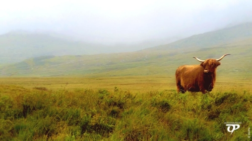 Bos Taurus  Taurus - Isle of Mull