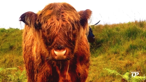 Bos Taurus  Taurus - Isle of Mull