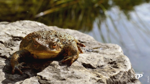 Balzende Kröte nimt Sonnenbad