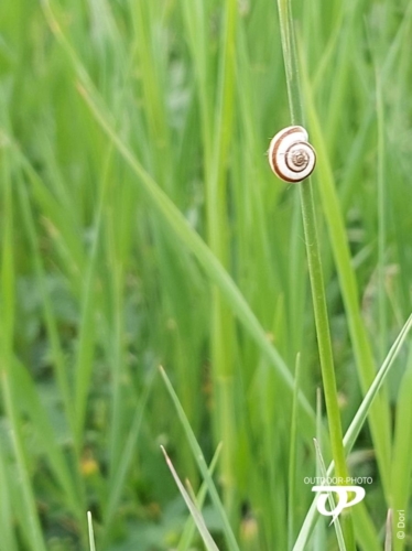 Schnecke im Feld