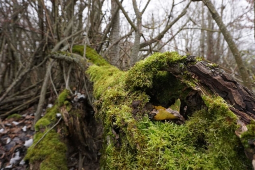 Winterblatt in bemoostem Stamm