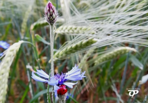 Marienkaefer im Kornfeld