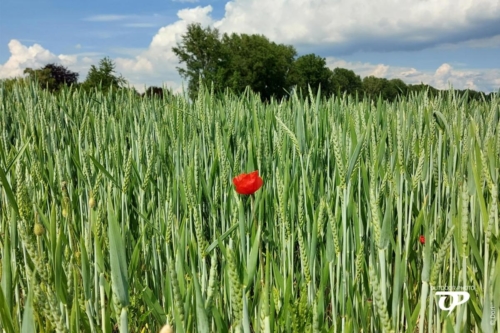 Mohn im Kornfeld