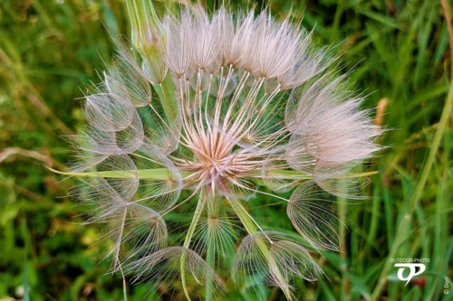 Detailansicht Pusteblume Blüte