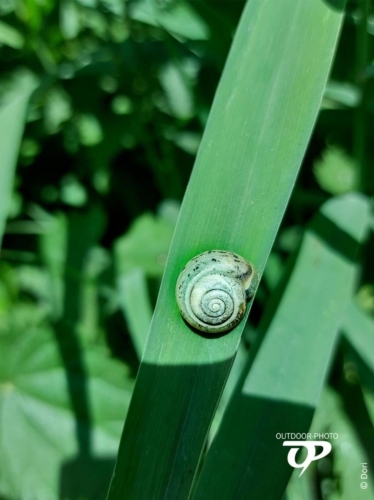 Schnecke rutscht auf Schachtelhalm nach oben