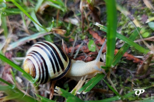 Schnecke im Gras
