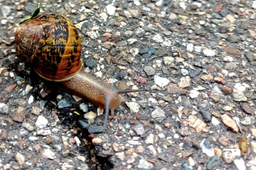 Schnecke auf Asphalt