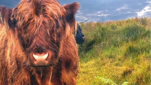 Schottisches Hochlandrind