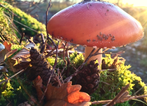 fliegenpilz-outdoorphoto
