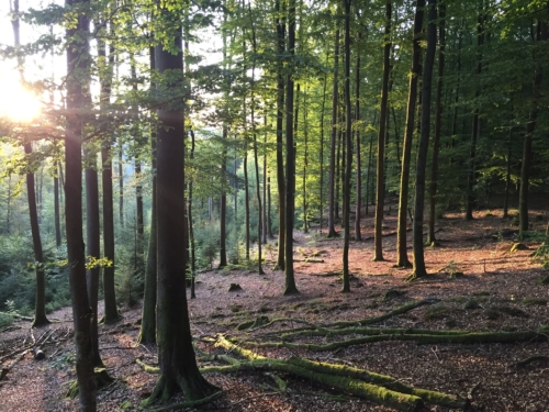 wald-bei-sonnenaufgang-herbst-outdoorphoto