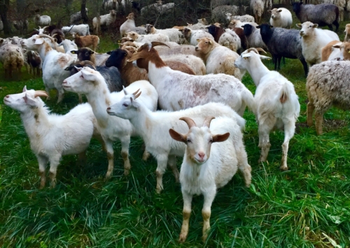 weisse-ziegen-outdoorphoto
